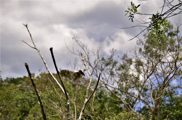 A brown bird flying in the woods