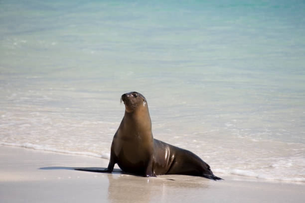 istock Galapagos Sea lion ( Zalophus wollebacki ) on a beach at Gardner 1372181759