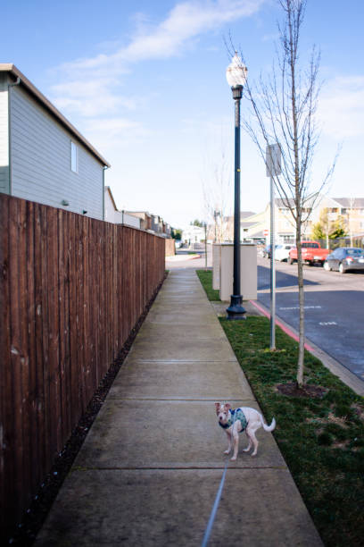istock Small Dog Going for a Walk in A Neighborhood 1372181763
