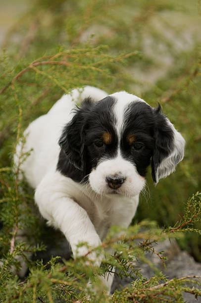 setter inglés cachorro - foto de stock