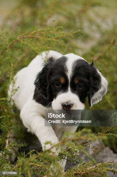 Photo libre de droit de Setter Anglais Chiot banque d'images et plus d'images libres de droit de Setter Anglais - Setter Anglais, Type de chasse, Amitié