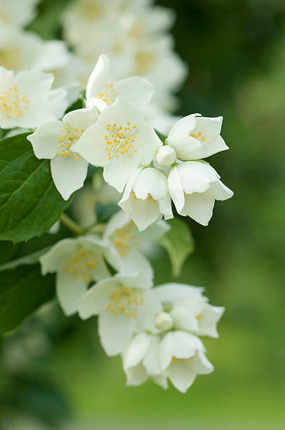 Jasmine - foto de stock