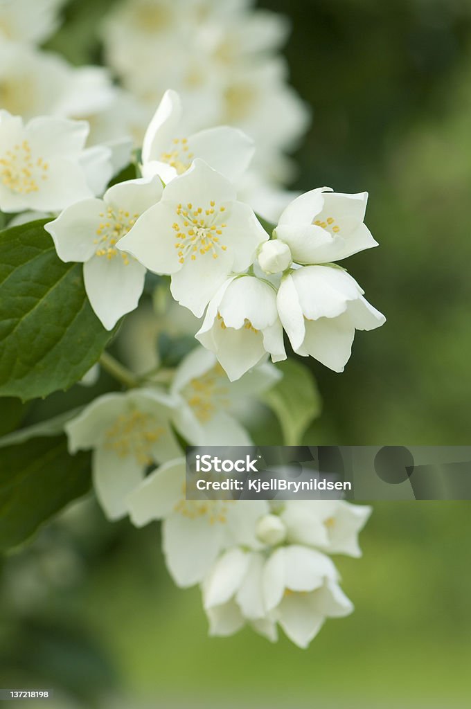 Jasmine A jasmine tree in flowering. Jasmine Stock Photo