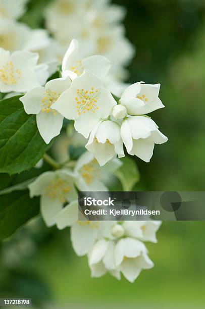 Jasmine Stock Photo - Download Image Now - Jasmine, Flower, White Color