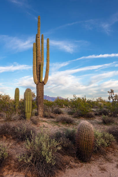 istock Scenic Arizona desert landscape 1372181997