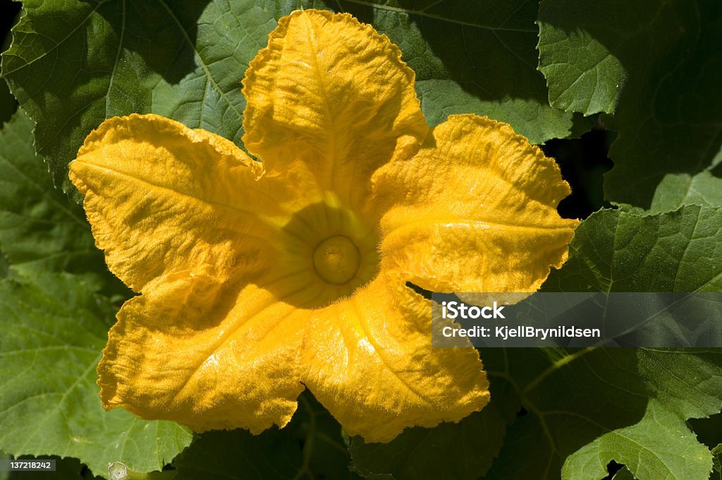 Fleur de citrouille - Photo de Agriculture libre de droits