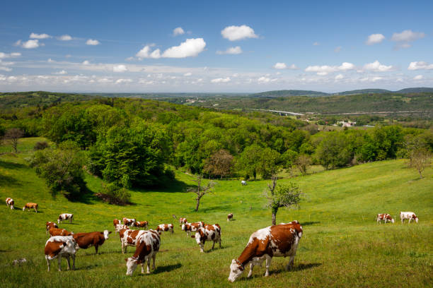 Group of beautiful cows grazing in rural French countryside in a summer hilly Alps landscape stock photo