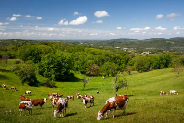 Photo of Group of beautiful cows grazing in rural French countryside in a summer hilly Alps landscape