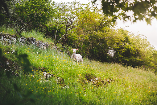 Group of sheeps grazing at sunset in a french green pasture. This image was taken in summer in Bugey mountains, in Alps near Cerdon small village in Ain, Auvergne-Rhone-Alpes region in France.
