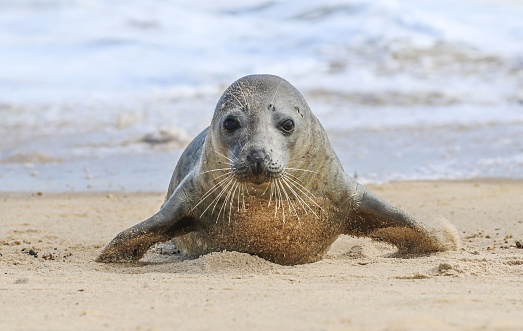 Grey Seals at Horsey Norfolk