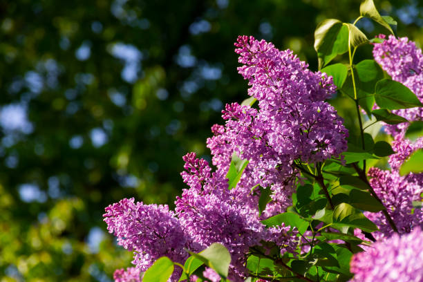 istock purple lilac plant in blossom 1372184636