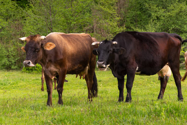 istock cattle grazing on the pasture 1372184661