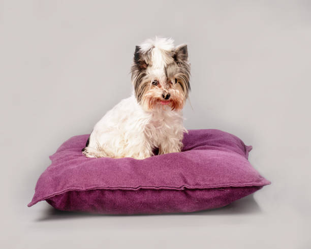 istock Cute Beaver Yorkshire Terrier is lying on a purple pillow on a gray background 1372184793