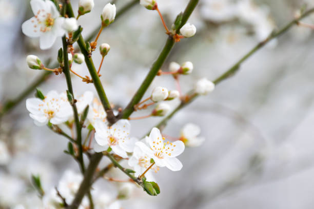 istock blossom season background 1372184934