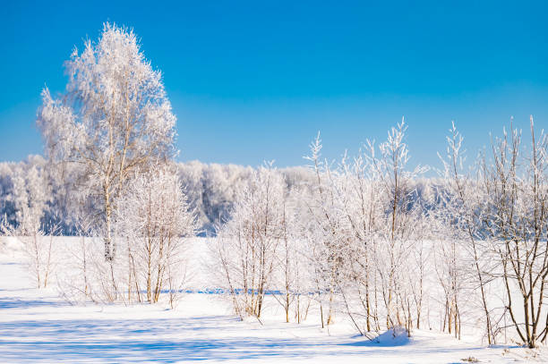 istock landscape forest frosty in winter 1372185537