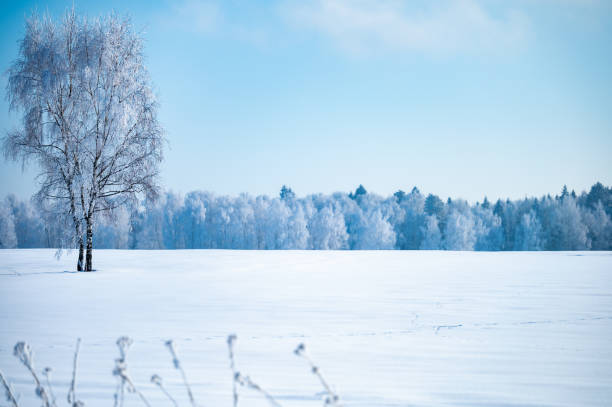 istock landscape forest frosty in winter 1372185538