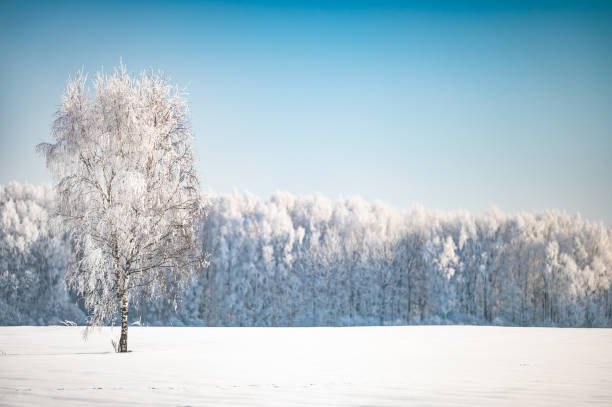 landscape forest frosty in winter