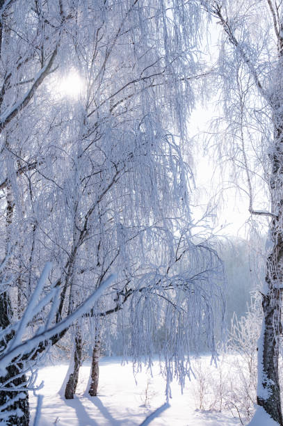 istock landscape forest frosty in winter 1372185582