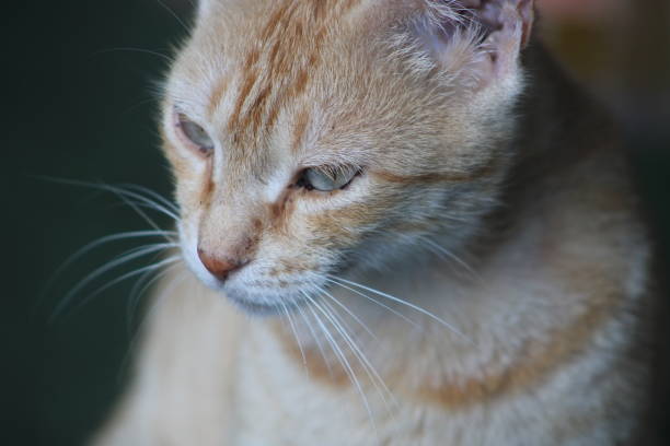 istock Cats are chosen friends. 1372185647