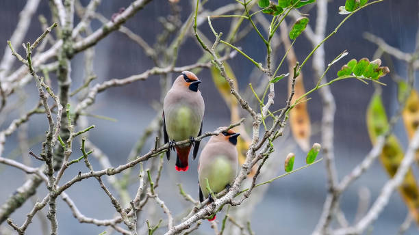 Japanese waxwing (Bombycilla japonica) Japanese waxwing (Bombycilla japonica) cedar waxwing stock pictures, royalty-free photos & images