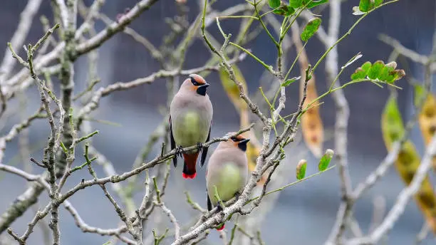 Japanese waxwing (Bombycilla japonica)