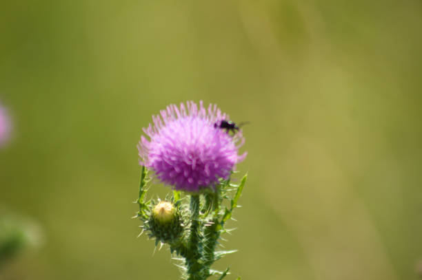istock Spiny plumeless thistle in bloom closeup view with green blurred background 1372186208