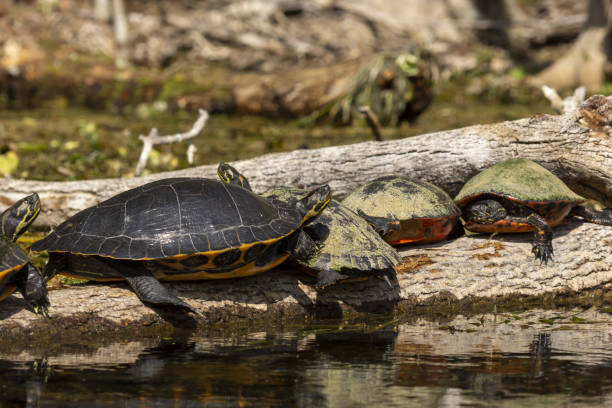 istock Side view of lined-up small and large turtles packed together, sunning on log 1372187473