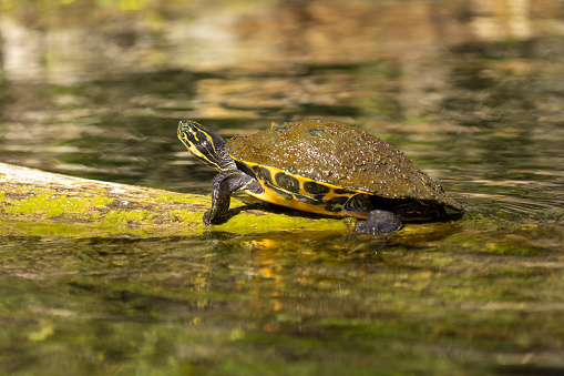 Algae-covered terrapin trying to clean its shell with the sun's help, sunning on a partially submerged log. Photo taken at Silver Springs State Park in north central Florida, USA. Nikon D7200 with Nikon 200mm macro lens