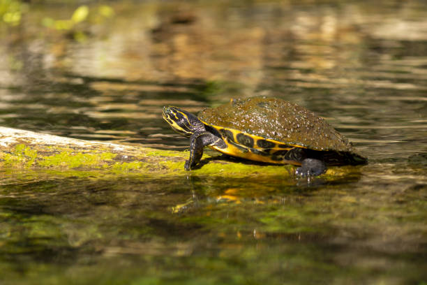 istock Rippled reflection of turtle sunning on floating log 1372188237