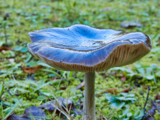 A tiny bluish muschroom in forest - macro shot