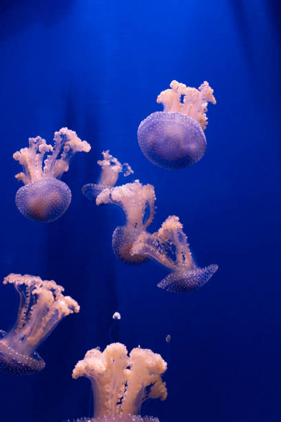 푸른 바다 물, 추상적 인 배경에 핑크 오렌지 해파리 - jellyfish moon jellyfish underwater wildlife 뉴스 사진 이미지