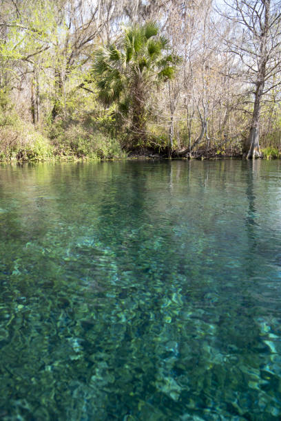istock Clear spring water with sand and limestone on bottom, with cabbage palm and Cypress trees on bank 1372188416