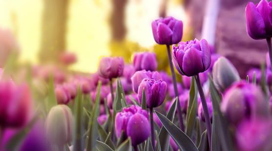 Spring sunny day. Purple and pink tulips