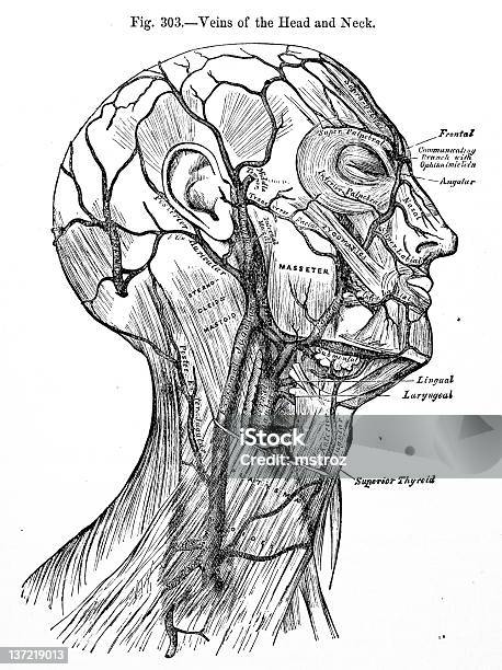 Médicos Antigo Ilustraçõeshead Veias - Fotografias de stock e mais imagens de Anatomia - Anatomia, Artéria Humana, Boca Humana