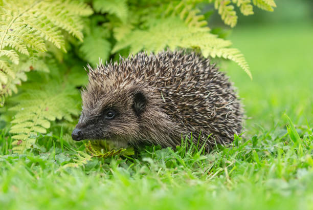 Hedgehog, Scientific name: Erinaceus Europaeus.  Close up of a wild, native, European hedgehog, facing left in natural garden habitat with green bracken and grasses. stock photo