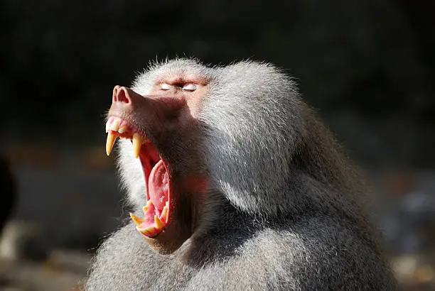 Wild baboon with wide open mouth.