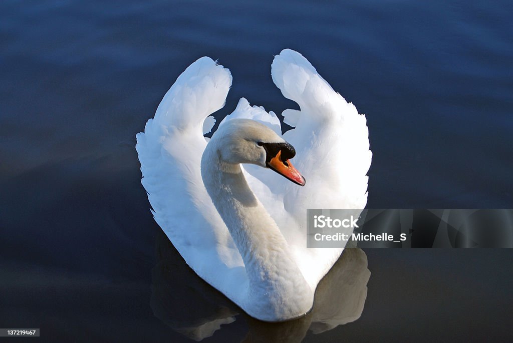 Mute Swan Mute Swan (Cygnus olor)photographed at Fleet Pond, Hampshire, United Kingdom. Animal Body Part Stock Photo