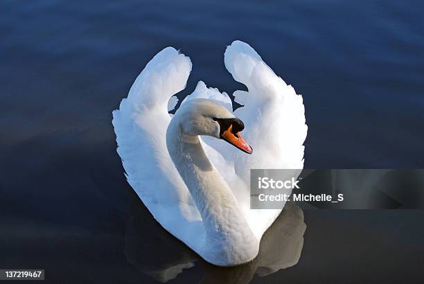 Mute Swan Stock Photo - Download Image Now - Animal Body Part, Animal Wildlife, Animal Wing