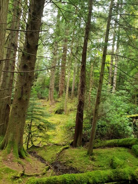 kann den wald von den bäumen aus nicht sehen - cant see the wood for the trees stock-fotos und bilder