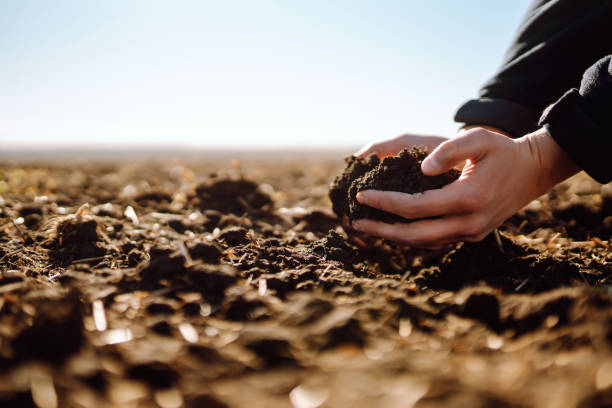 Hand of expert farmer collect soil and pouring to another hand to check quality and prepare  soil at farm field. stock photo