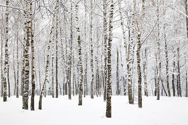bellissimo inverno birchwood - snow winter forest tree foto e immagini stock