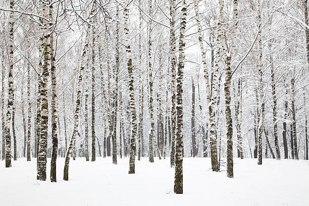 美しい冬の birchwood - snow tree ストックフォトと画像