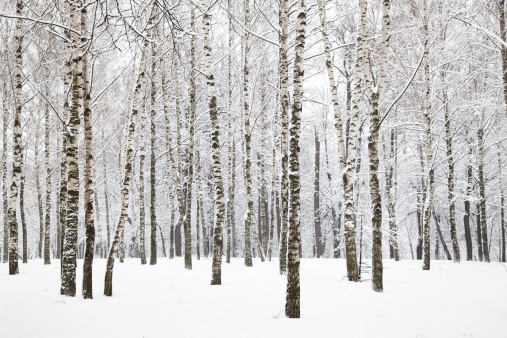 Beautiful winter birchwood