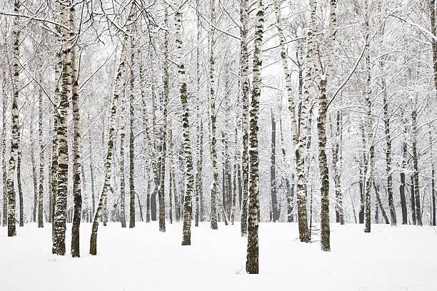 Photo of Beautiful winter birchwood