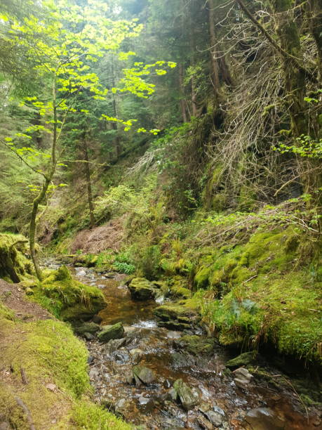 istock Woodland river valley 1372197691