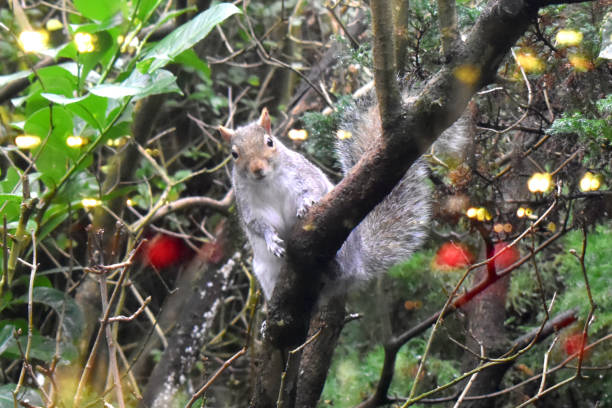 istock Beautiful Eastern Gray Squirrel sitting on tree branch with bokeh light reflection from window glass, on green nature blurred background. Watching animals through window in garden. 1372197867