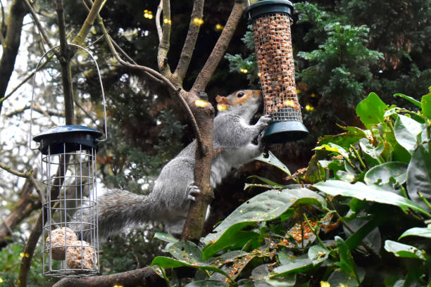 Selective focus on Eastern Gray Squirrel climbing for peanut in bird feeder hanging on tree with light reflection window glass, on  green nature blurred background. Feeding birds in garden in The UK. Watching animals wildlife throughout house window.
