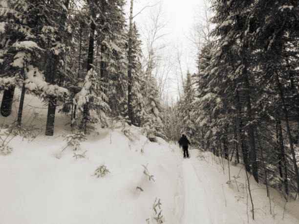 istock A walk in the Canadian wild forest in winter 1372198019