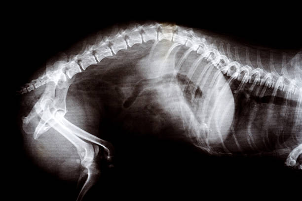 istock X-ray image of a pregnant cat 137219804