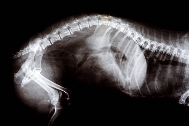 рентгеновское изображение беременной cat - pregnant animal стоковые фото и изображения